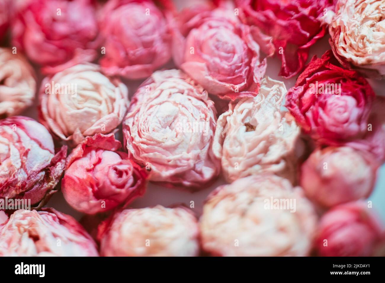 fiori arrangiamento rosa assortimento fuoco selettivo Foto Stock