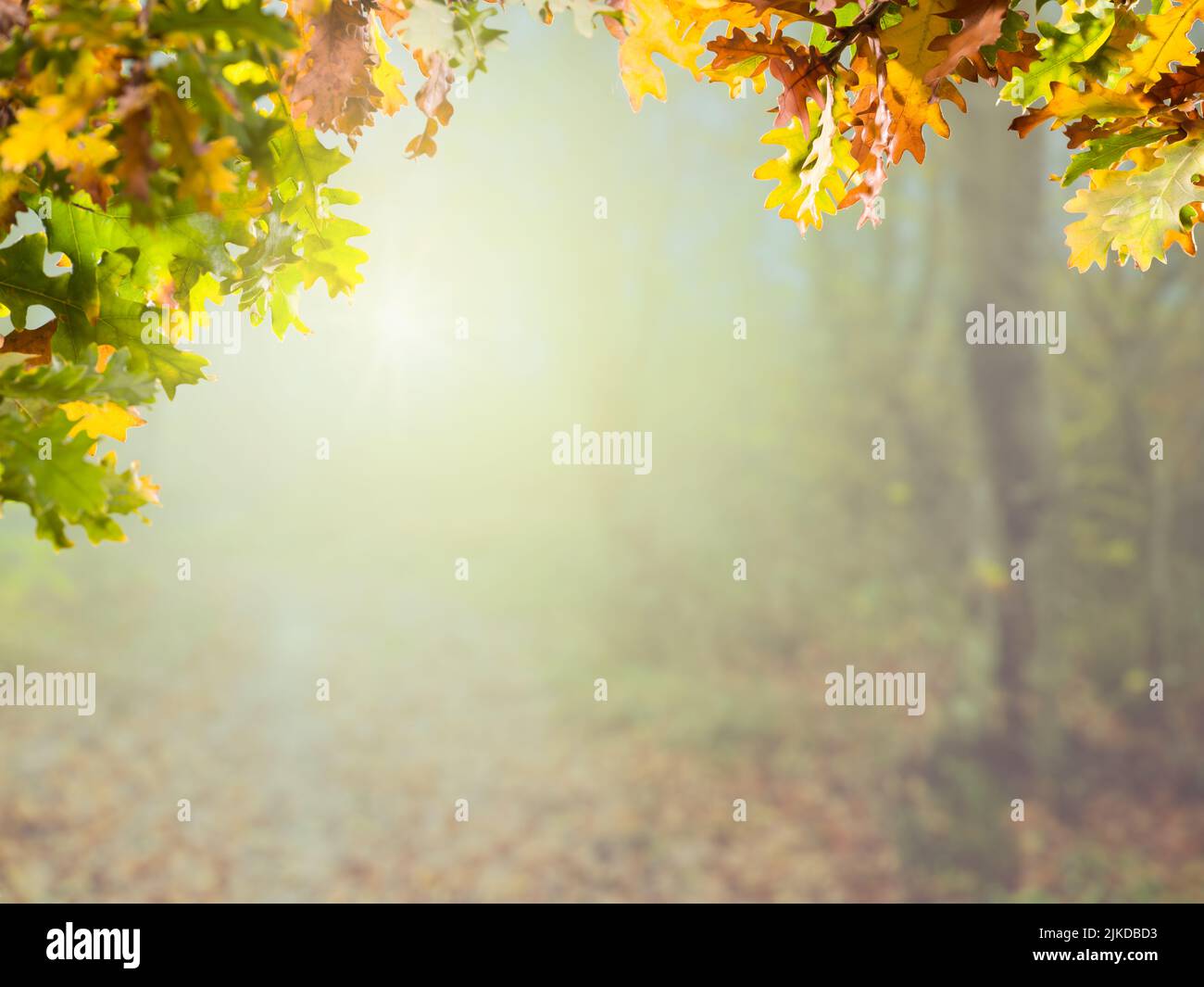Primo piano thermos di tè caldo un albero caduto in autunno verde natura  Foto stock - Alamy