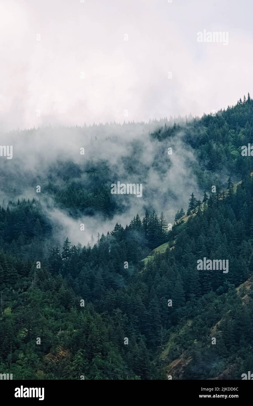 Alberi sulle montagne coperte di nebbia, nuvoloso giorno all'aperto Foto Stock
