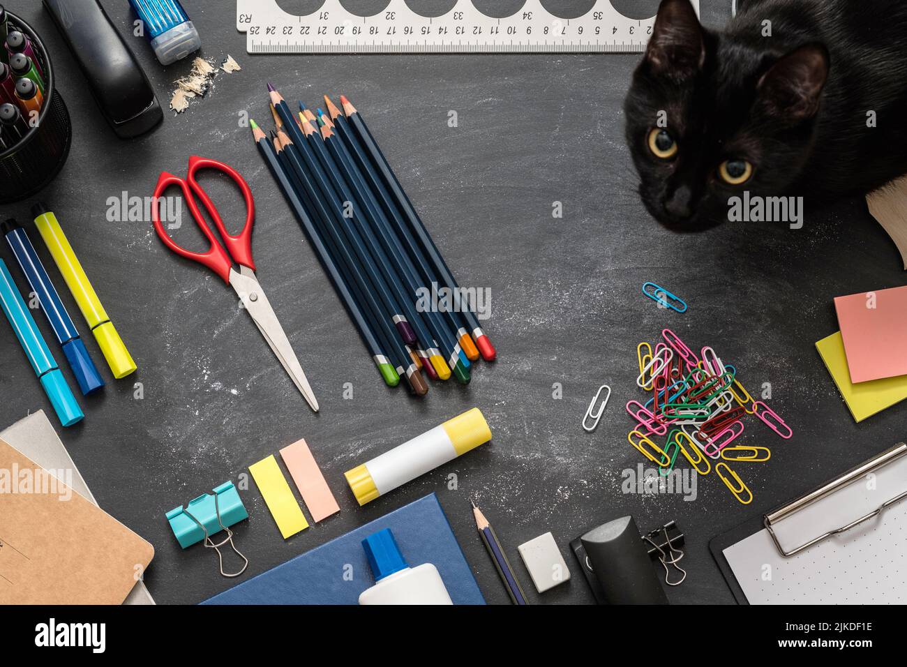 gli essenziali della scuola del posto di lavoro domestico dello studente cat Foto Stock