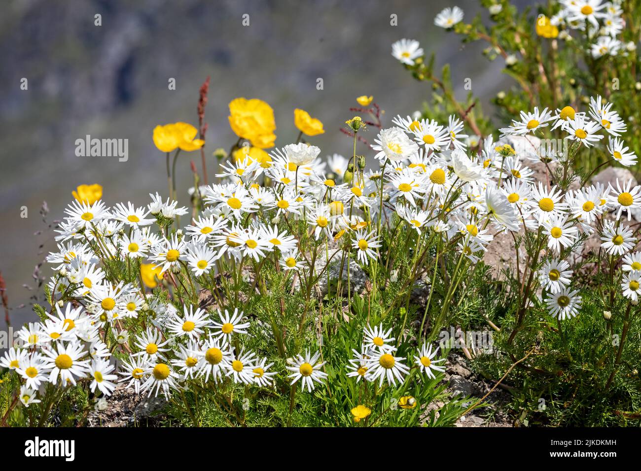 Primo piano di un gruppo di margherite selvatiche bianche e gialle sulla riva del lago a Qaqortoq, Groenlandia Foto Stock