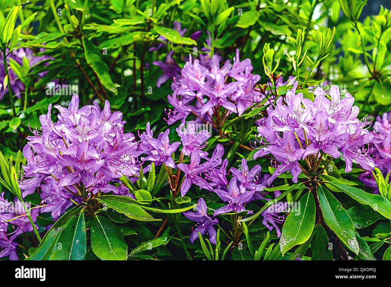 Rhododendron fiori nel Parco Nazionale Olimpico. Washington state, U. S. A. (famiglia Ericaceae). Foto Stock
