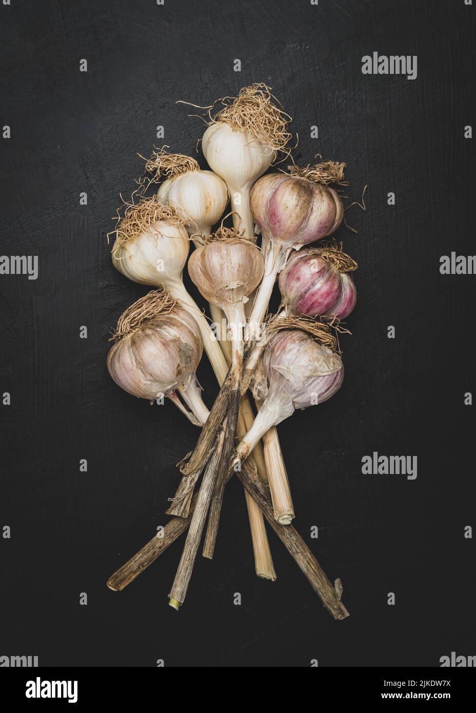 Bulbi d'aglio con gambi Foto Stock
