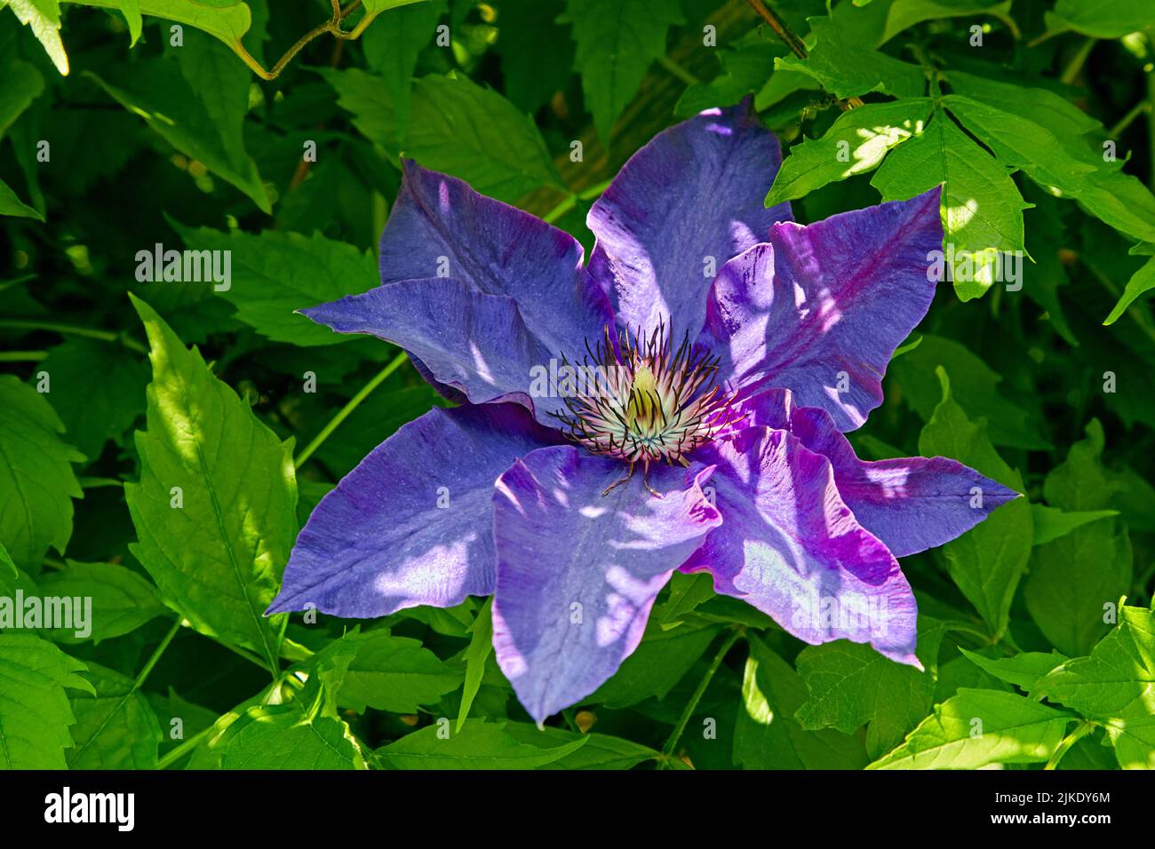 Fiore Clematis Blue Angel sullo sfondo di verde fogliame Foto Stock