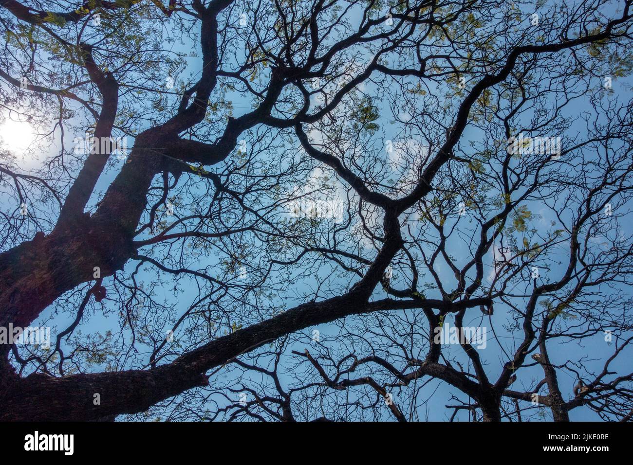 I rami degli alberi contro un cielo blu Foto Stock