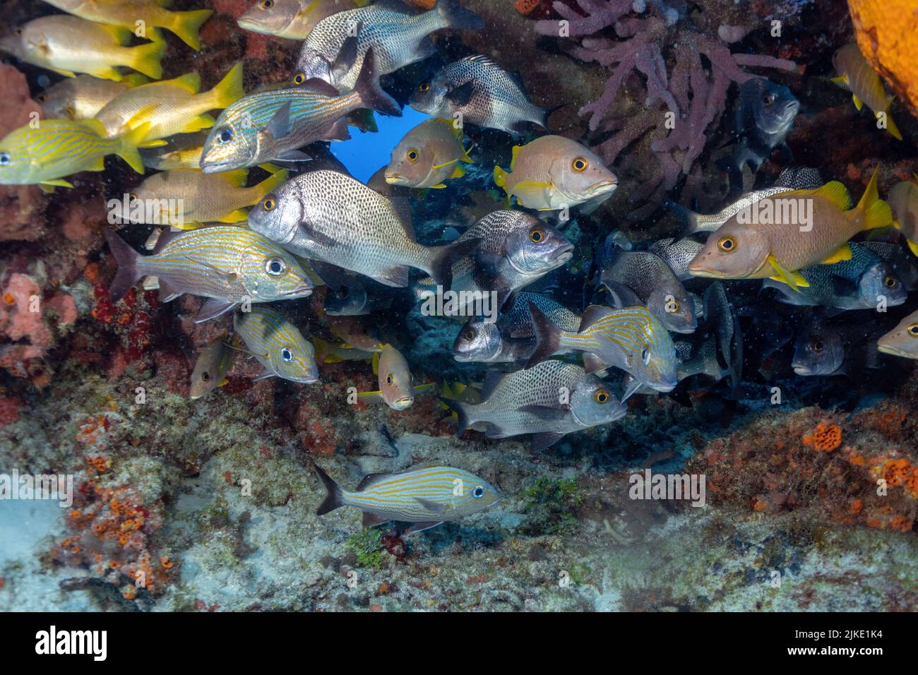 Specie di pesci multiple Foto Stock