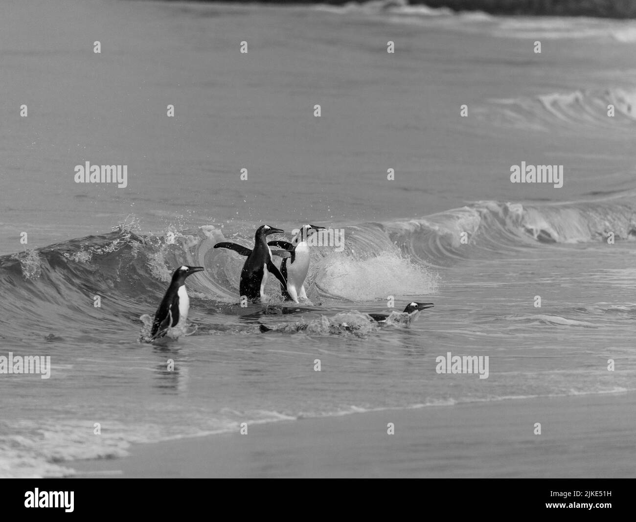 Gentoo Penguin (Pygoscelis papua) è una specie di pinguino del genere Pygoscelis catturato nelle isole Falkland Foto Stock