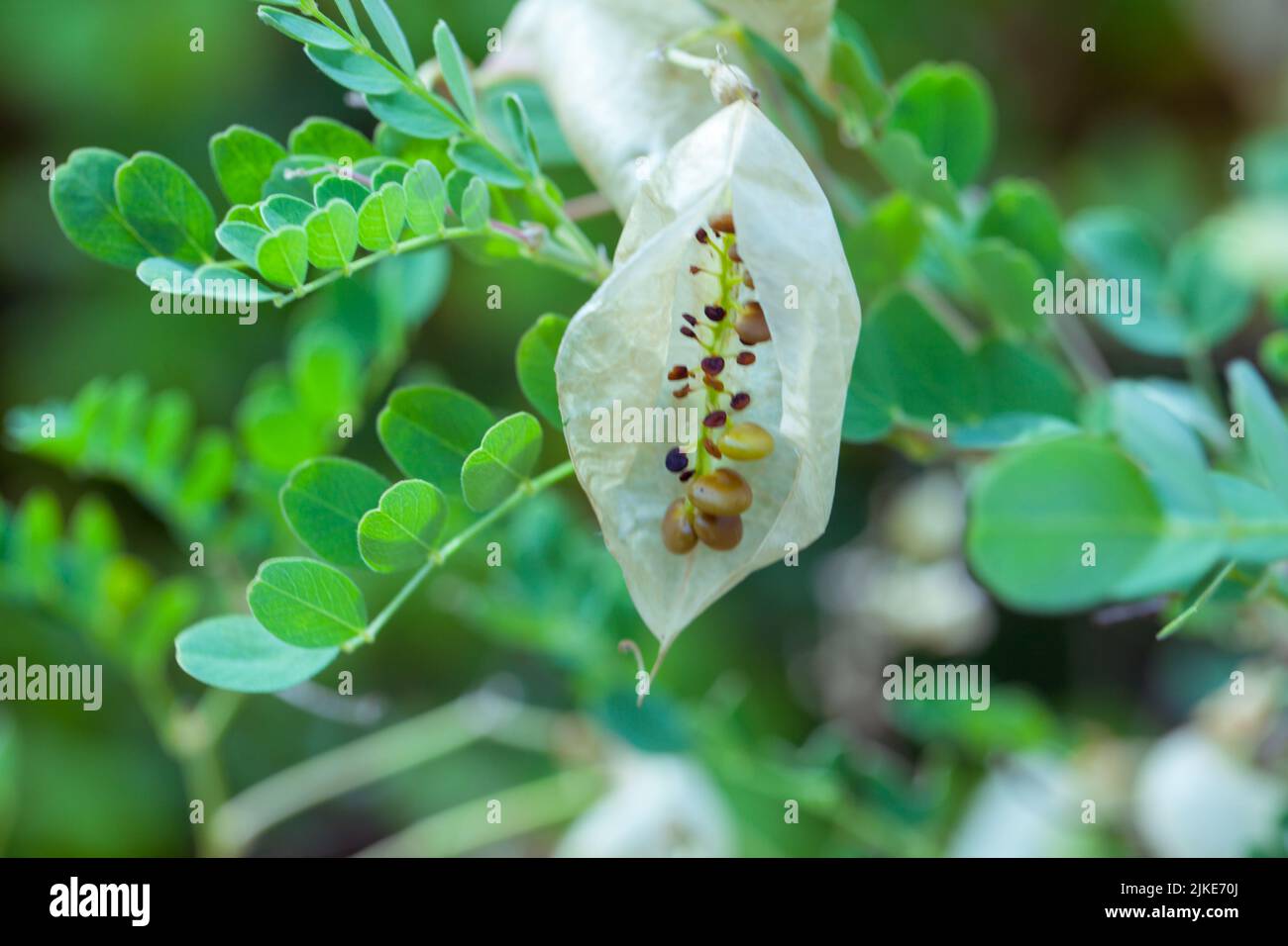 Primo piano di semi di Colutea arborescens (pianta di senna vescica comune) che crescono a Canvey Wick Nature Reserve, Essex, Gran Bretagna. Foto Stock