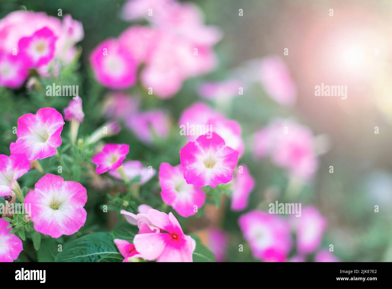 Bicolore rosa e fiori bianchi di petunia alla luce del sole. Messa a fuoco selettiva. Foto Stock