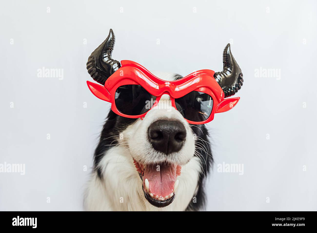 Concetto di trucco o di trattamento. Divertente cucciolo cane bordo collie vestito in Halloween Silly Satan diavolo occhiali costume paura e spooky isolato su sfondo bianco. Preparazione per la festa di Halloween Foto Stock