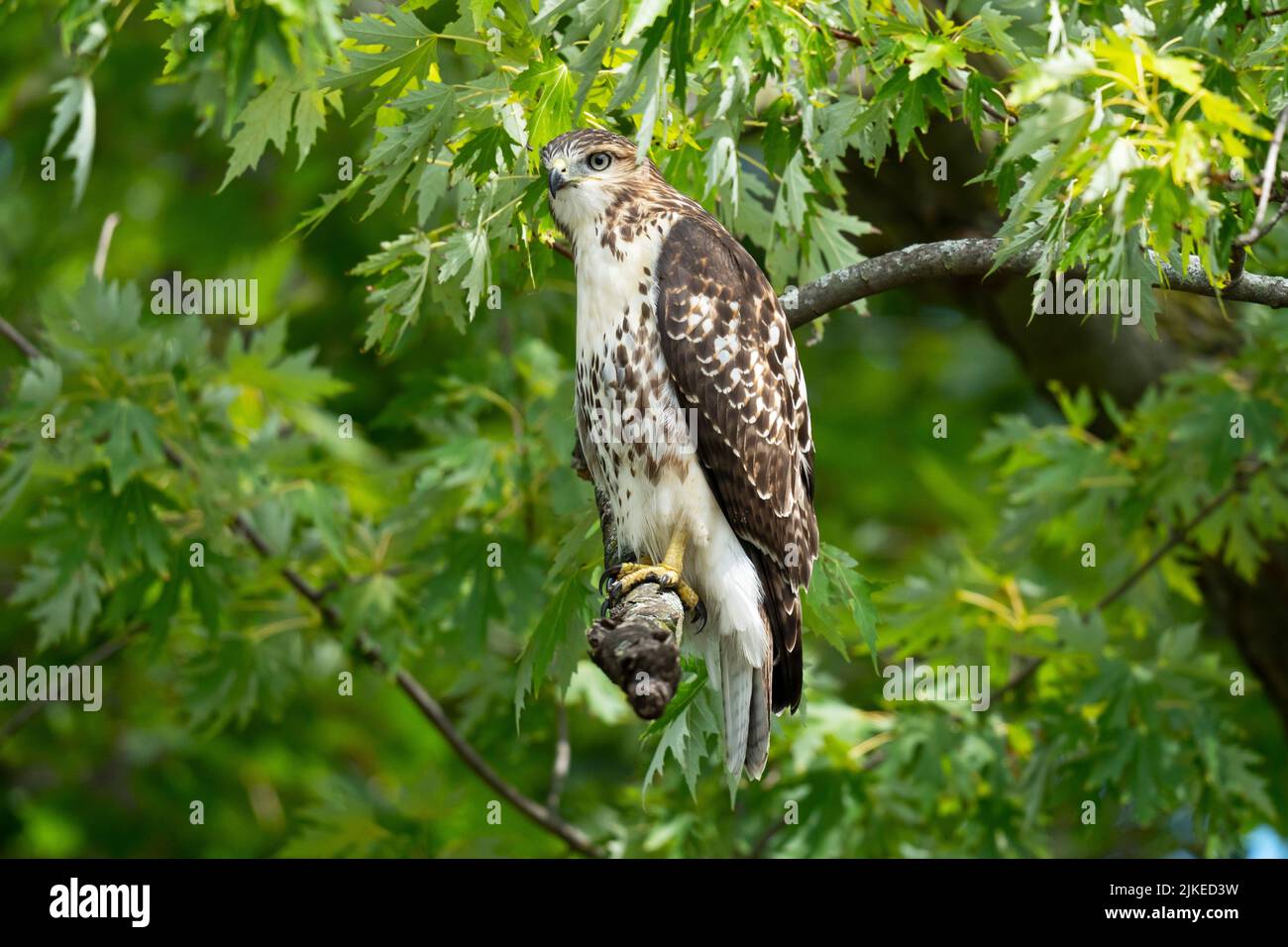 Falco dalla coda rossa (Buteo jamaicensis) Foto Stock