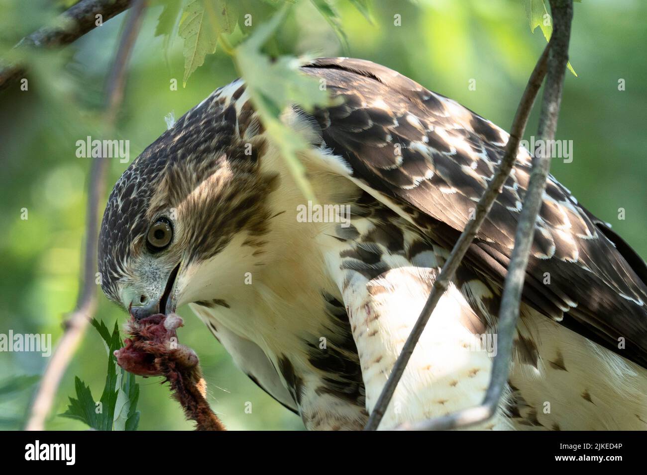 Falco dalla coda rossa (Buteo jamaicensis) Foto Stock