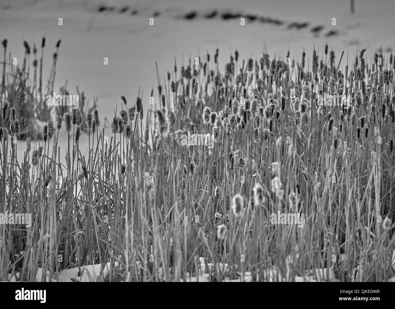 Un colpo in scala di grigi di canne selvatiche che crescono vicino ad un lago Foto Stock