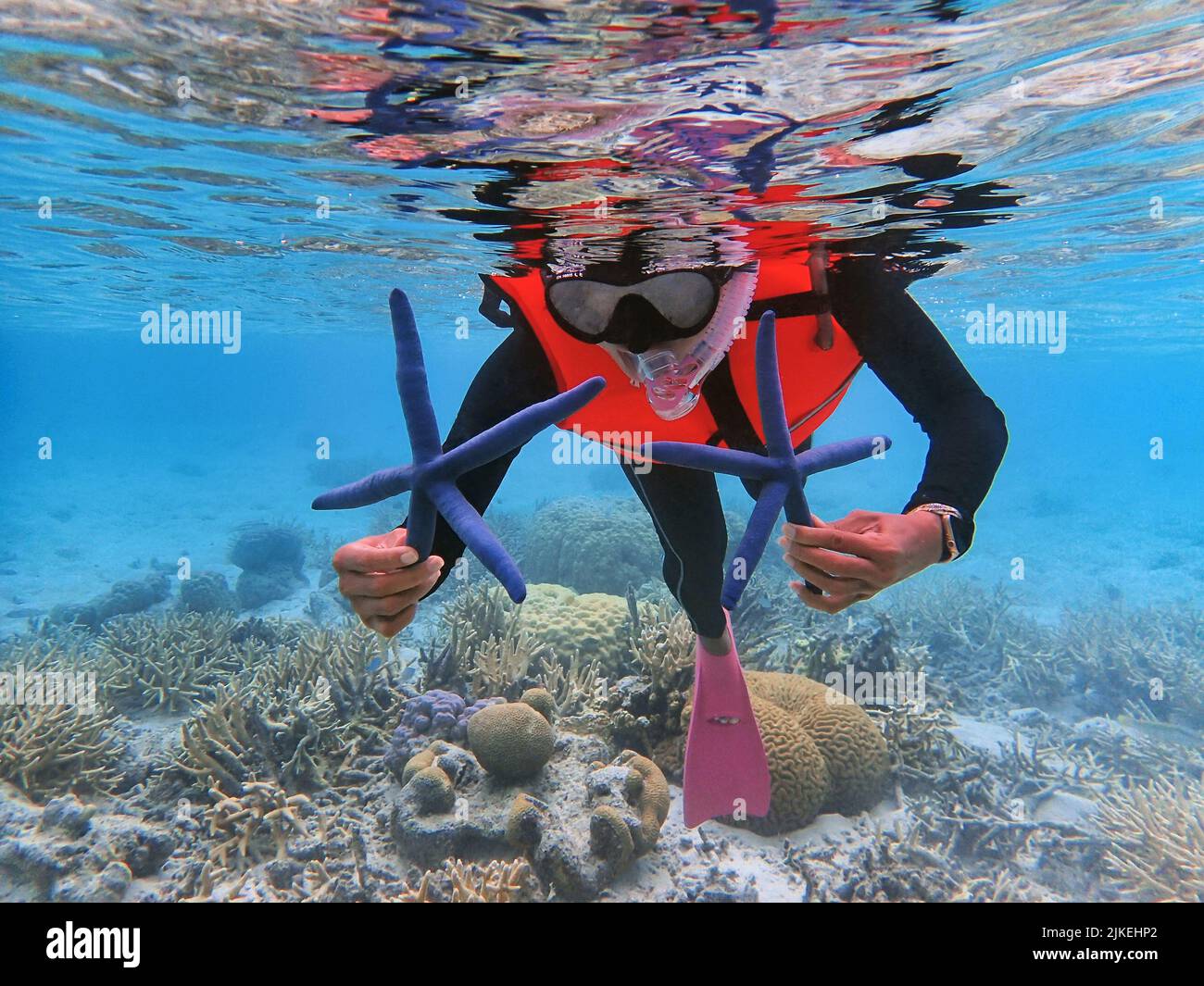 Indonesia Isole Anambas - le donne che detengono la stella blu del mare - Linckia laevigata Foto Stock