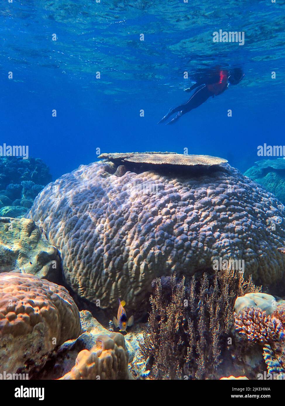 Indonesia Isole Anambas - Donne snorkeling nella barriera corallina Foto Stock