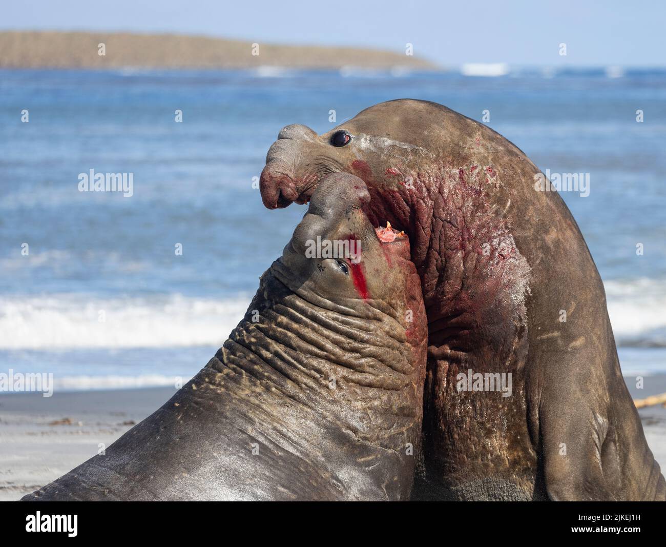 La foca elefante meridionale (Mirounga leonina) è la più grande delle specie pinnipee. Preso nelle Isole Falkland, nell'Atlantico meridionale Foto Stock