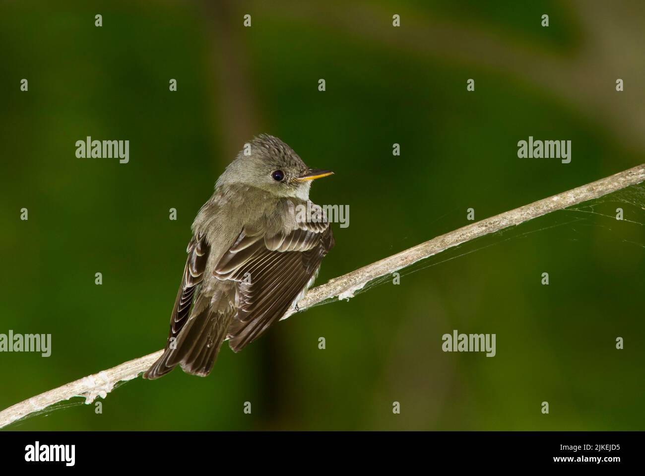 Legno-pewee orientale (Contopus virens) Foto Stock