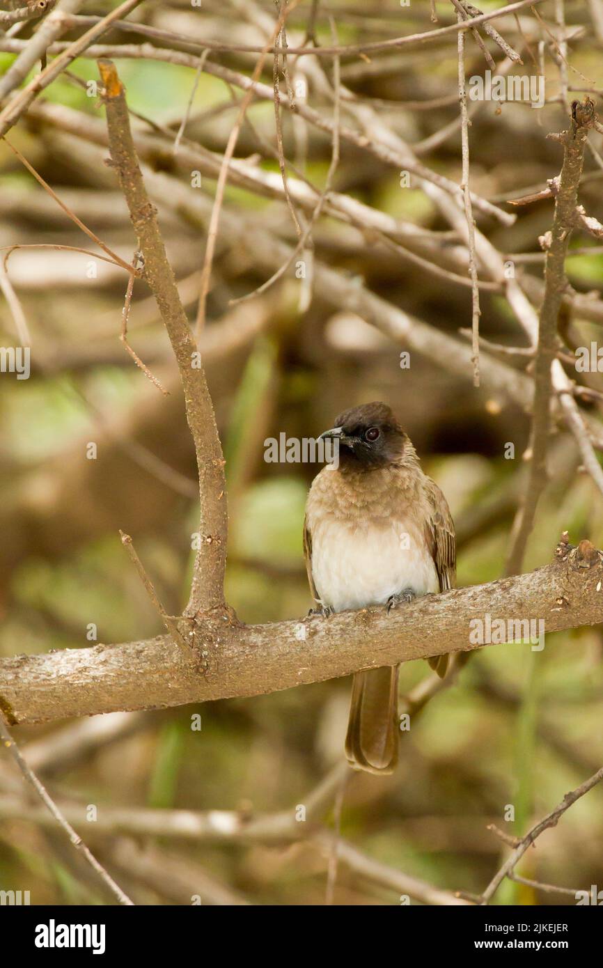 Bulbul comune (Pycnonotus barbatus) arroccato in un albero circondato da piccoli rami Foto Stock