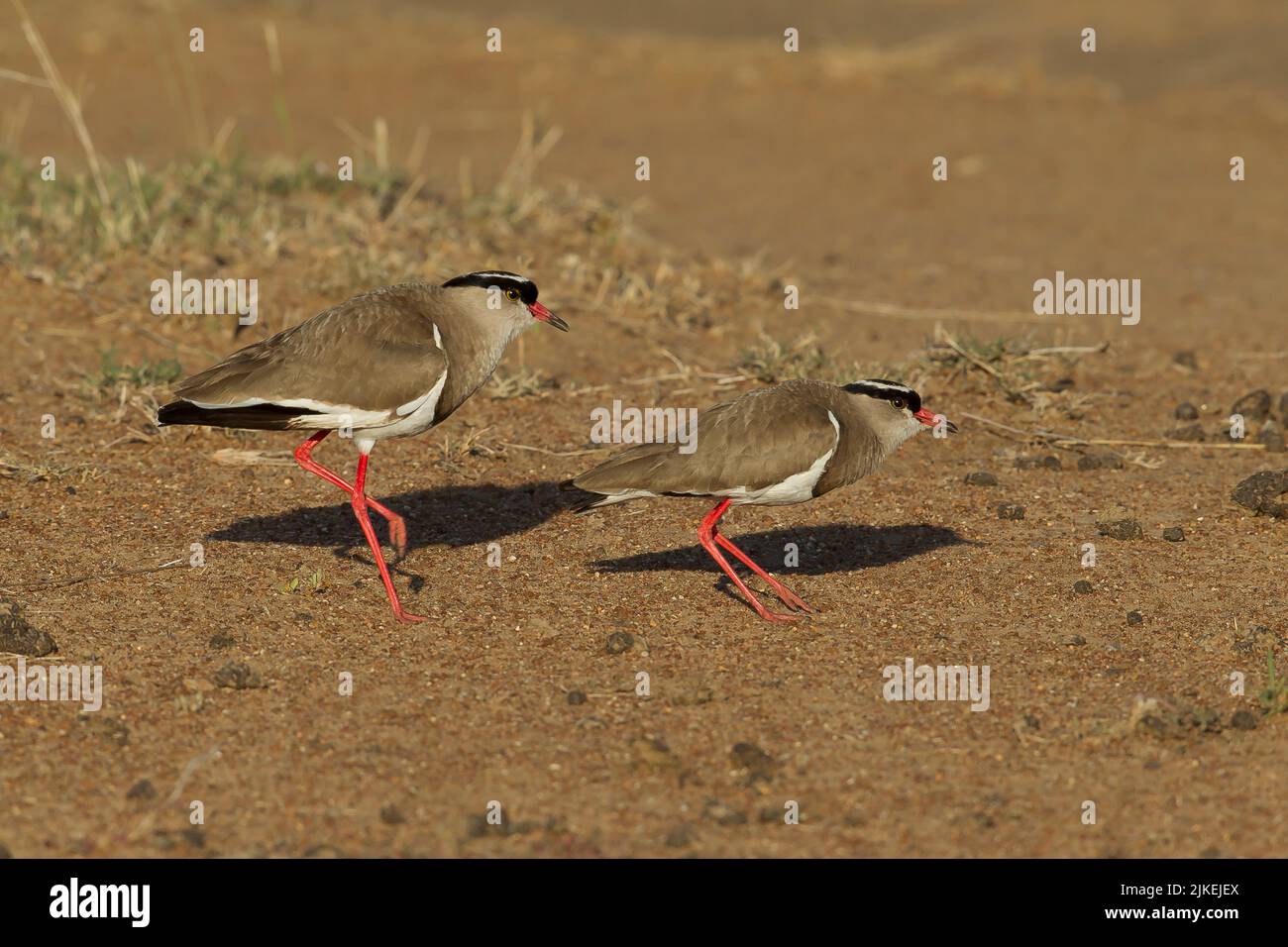 Lapwing coronato (Vanellus coronatus), coppia di accoppiamento impegnata in rituale di accoppiamento Foto Stock