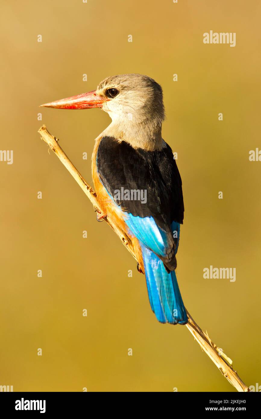 A testa grigia Kingfisher (Halcyon leucocephala) appollaiato su un ramo Foto Stock