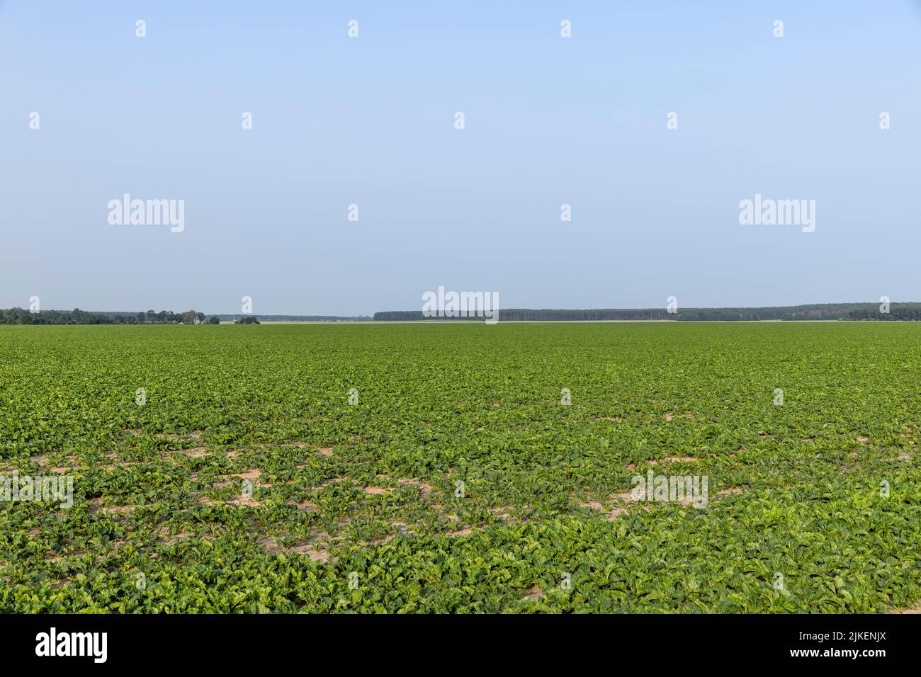 settore agricolo in cui cresce la barbabietola da zucchero, coltivazione della barbabietola per produrre prodotti a base di zucchero Foto Stock