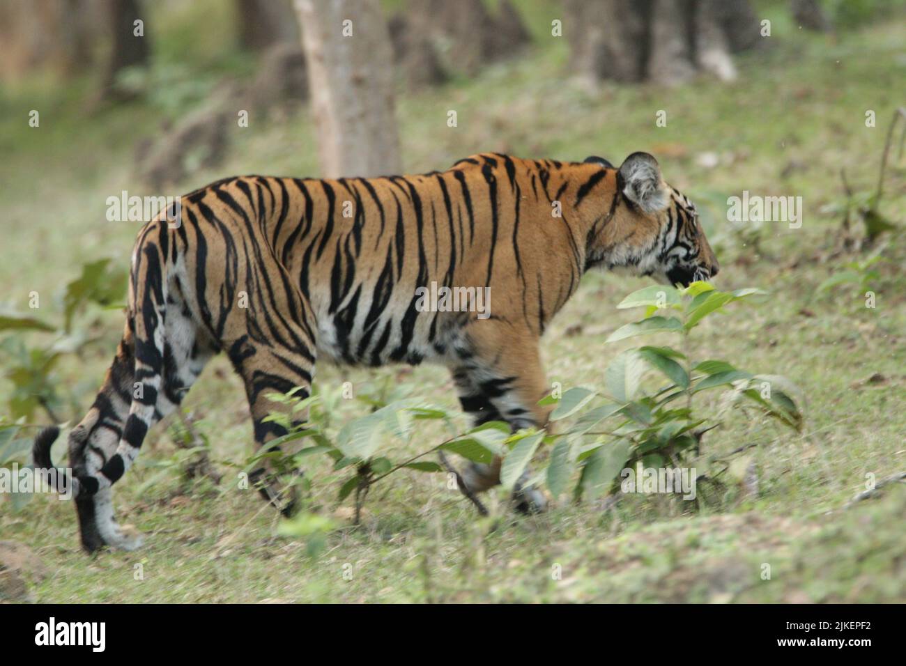 Tigers nel Parco Nazionale di Nagarhole Foto Stock