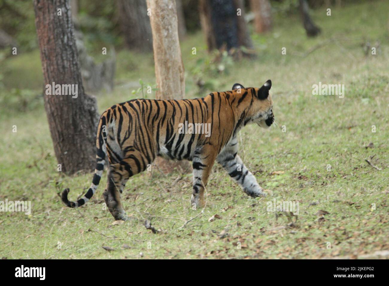 Tigers nel Parco Nazionale di Nagarhole Foto Stock