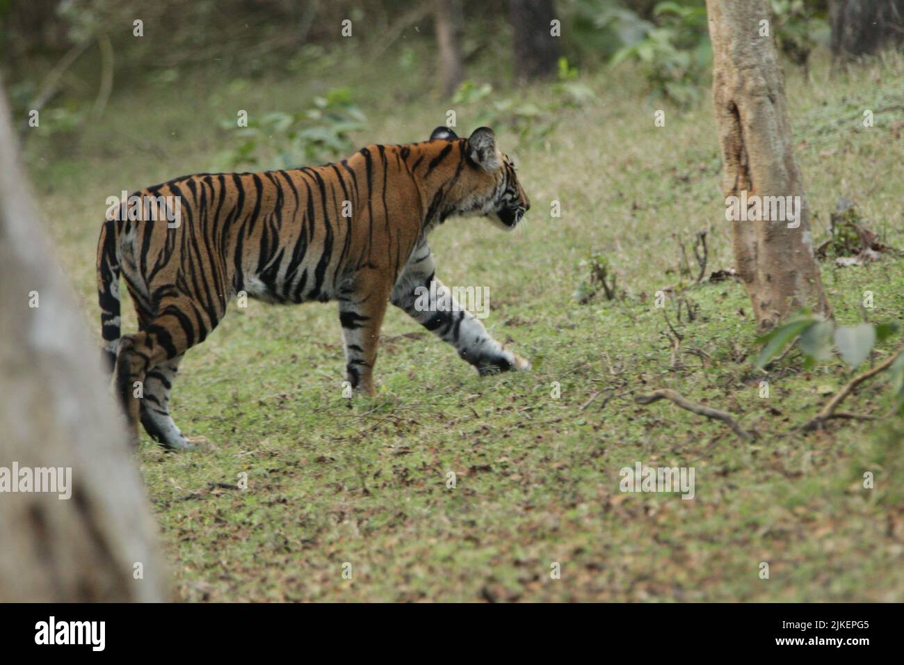 Tigers nel Parco Nazionale di Nagarhole Foto Stock