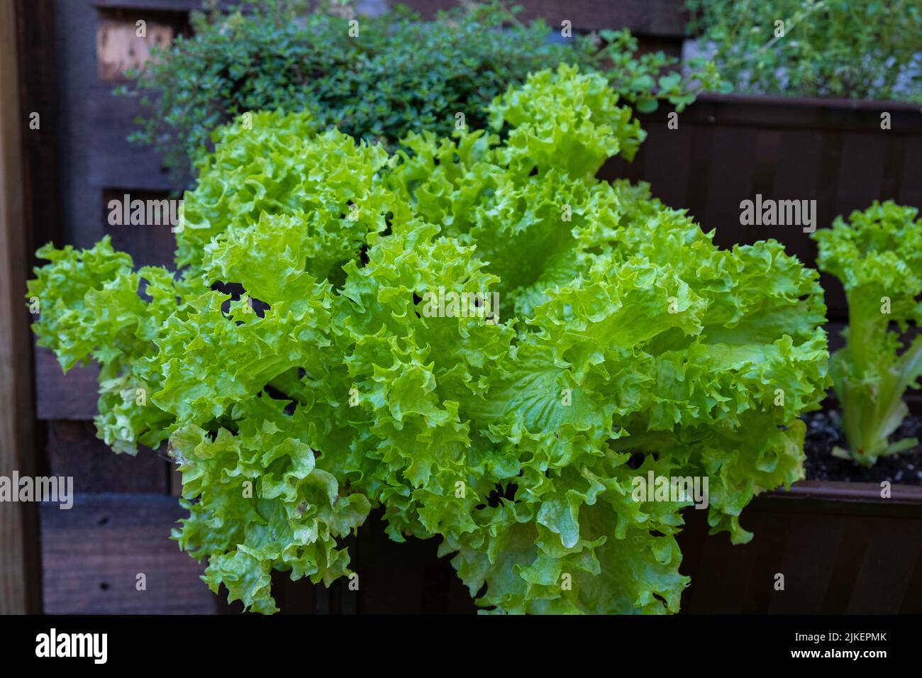 Piante di lattuga nel giardino di casa. Letti alti Foto Stock