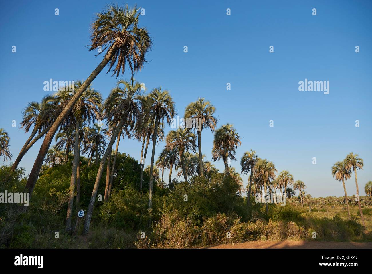 Paesaggio estivo del Parco Nazionale di El Palmar, in Entre Rios, Argentina, un'area protetta dove si trova l'endemica palma di Butia yatay. Concetti: ec Foto Stock