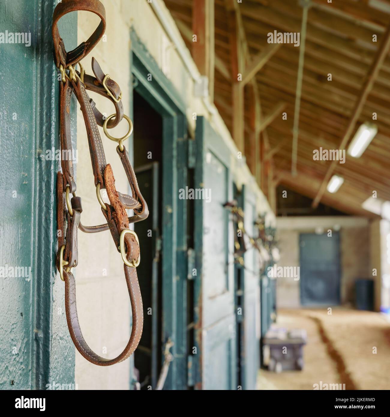 Briddle in pelle o cavallo halter appeso in una stalla per cavalli da corsa Foto Stock