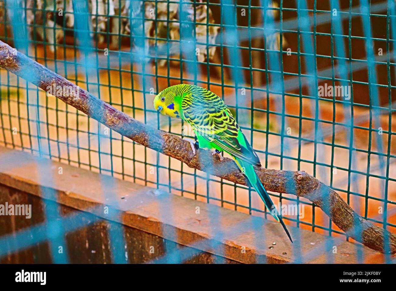 Un parakeet comune arroccato su un ramo di albero all'interno di una gabbia Foto Stock