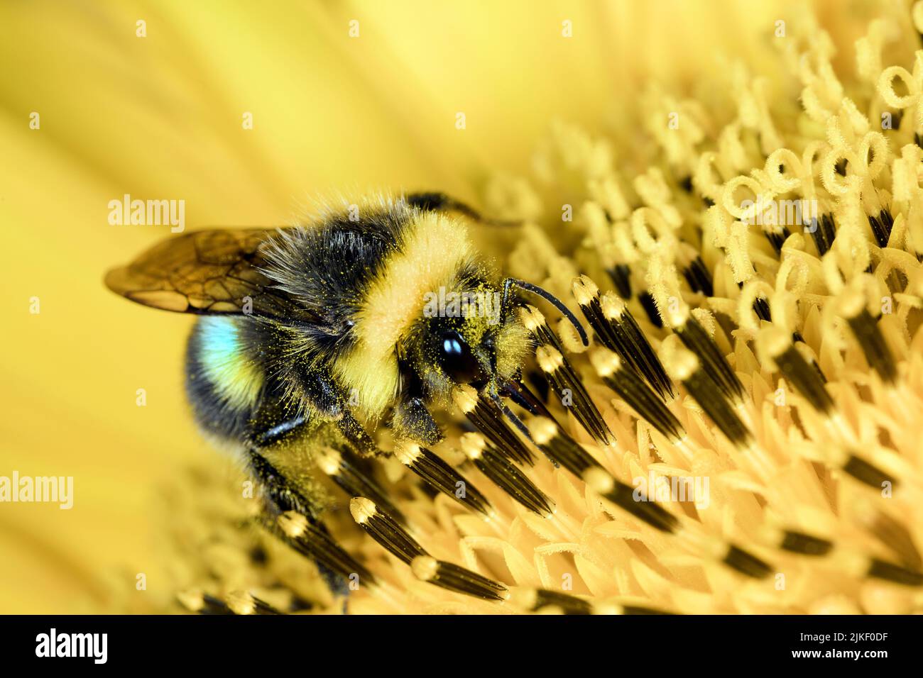 Bumble-ape su un girasole Foto Stock