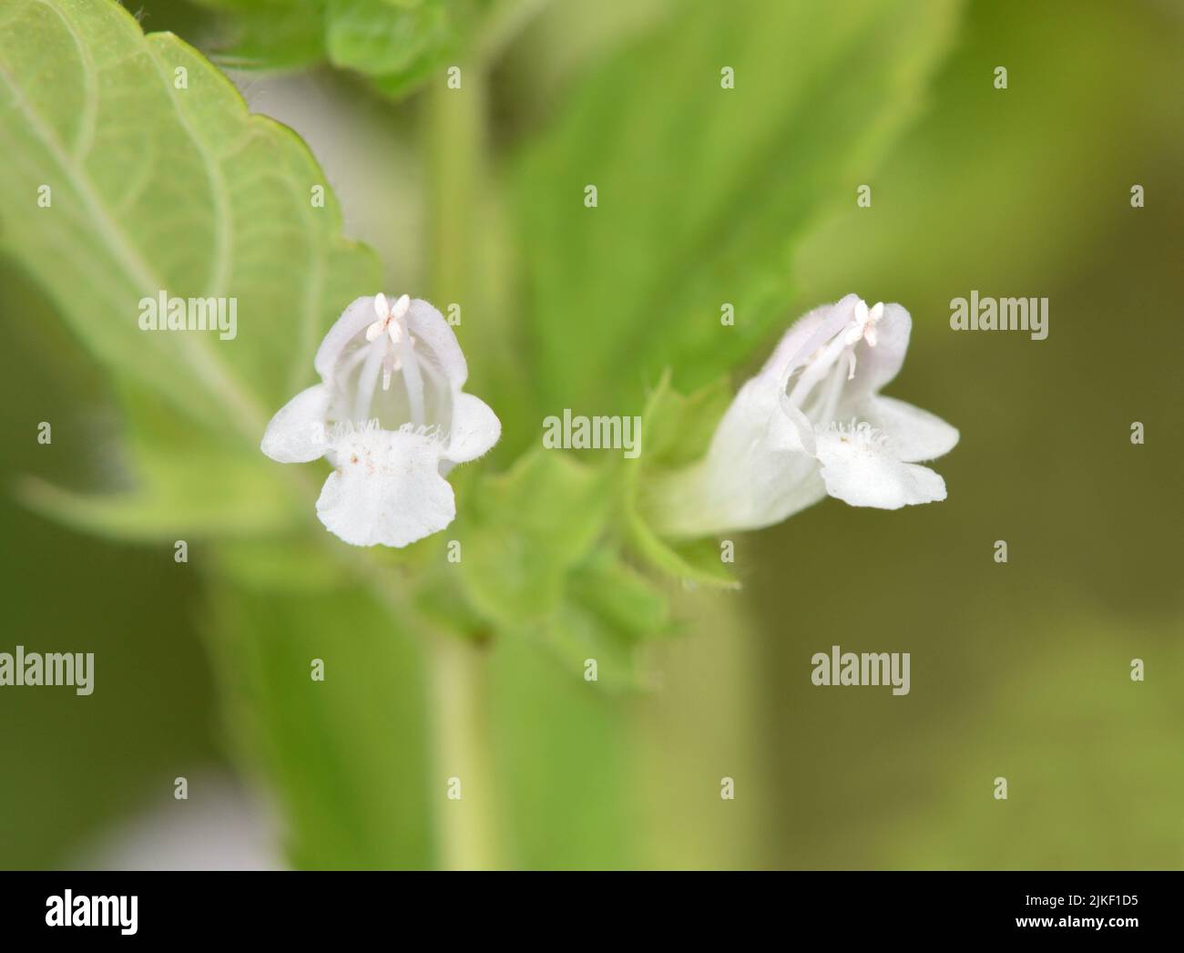 Balm - Melissa officinalis Foto Stock