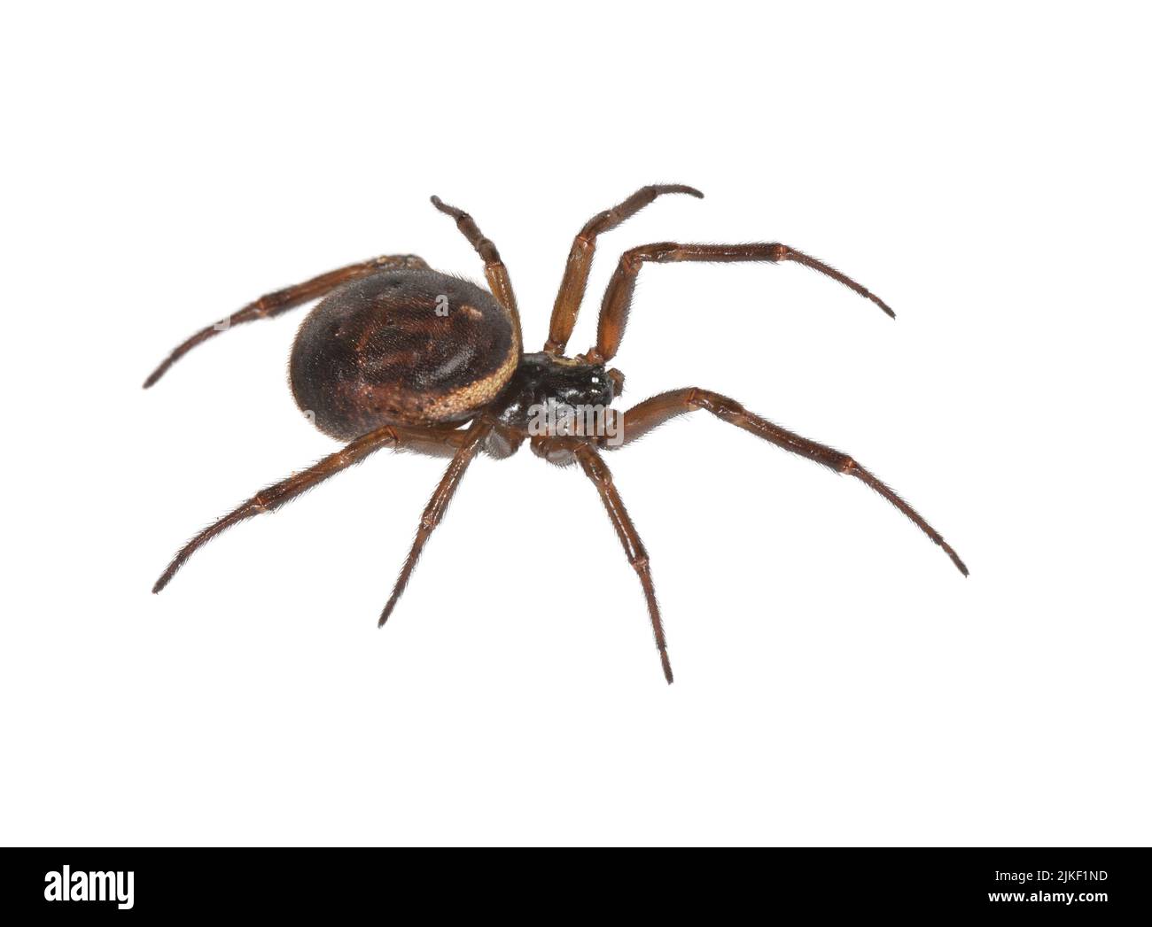 Nobile Falso vedova Spider - Steatoda nobilis Foto Stock