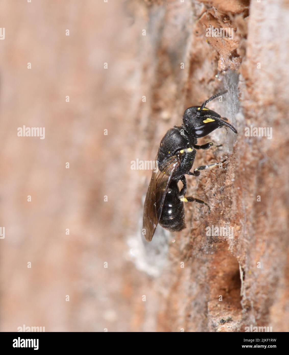Ape con facce gialle - Hylaeus spp.. Foto Stock