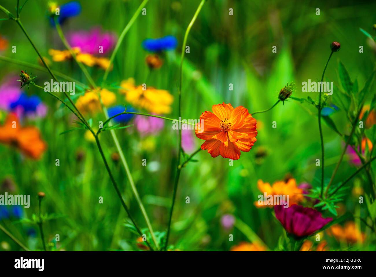 I bellissimi fiori colorati che fioriscono nel giardino Foto Stock