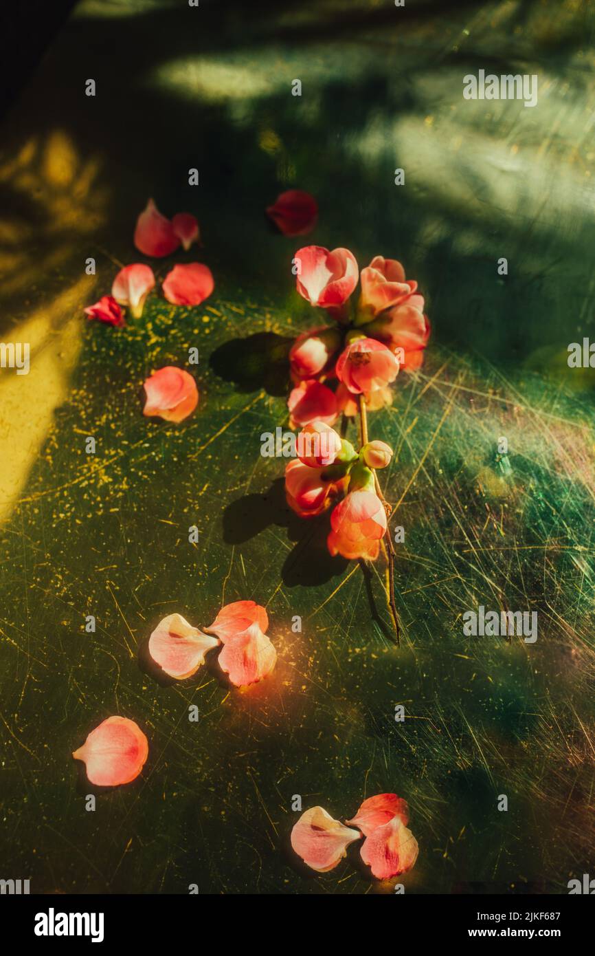 petali rosa di un albero di quince giapponese fiorito su un tavolo in oro metallico Foto Stock