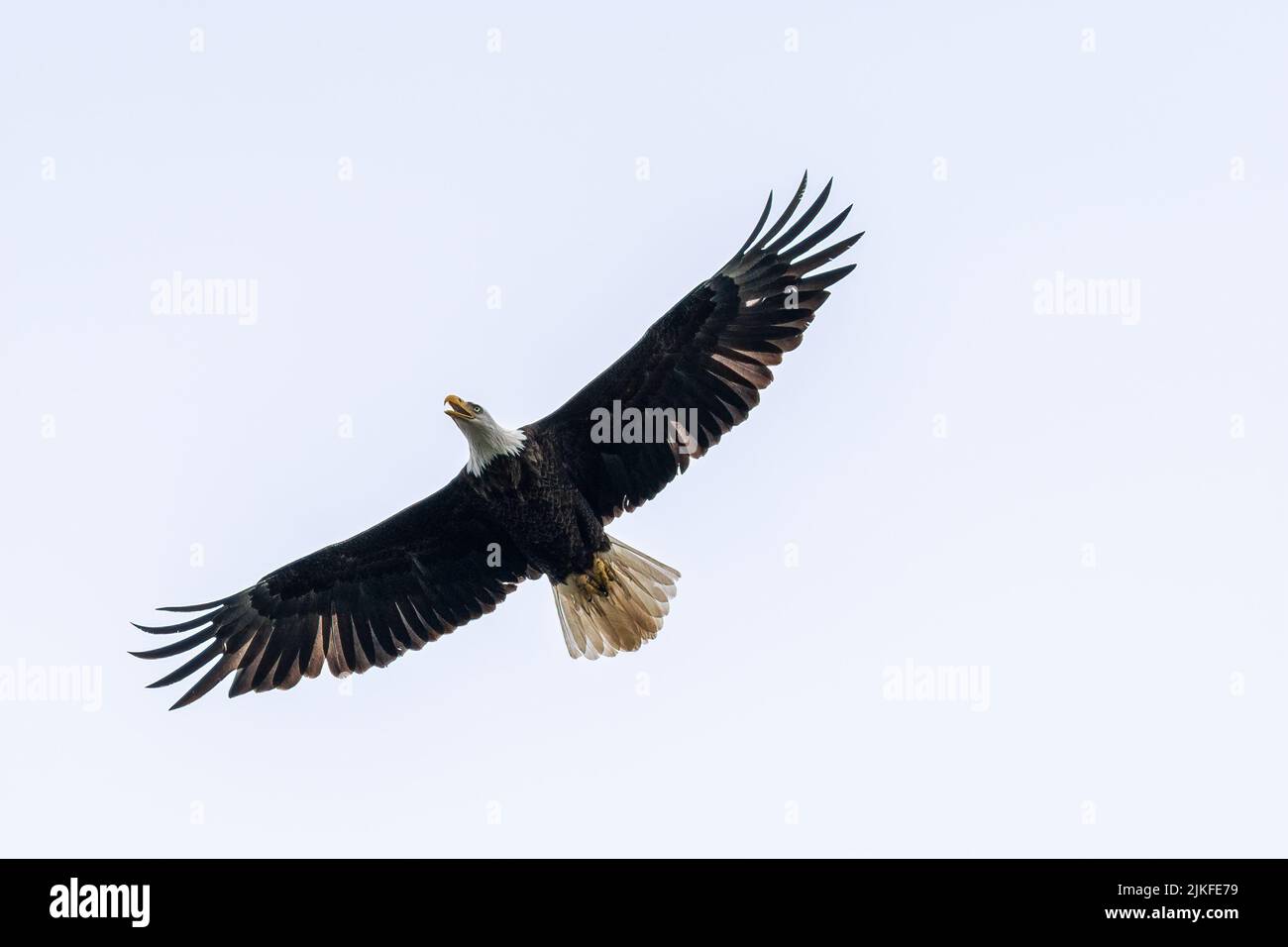 Un tiro a basso angolo di una Bald Eagle che vola in un cielo con le sue ali spalancate Foto Stock