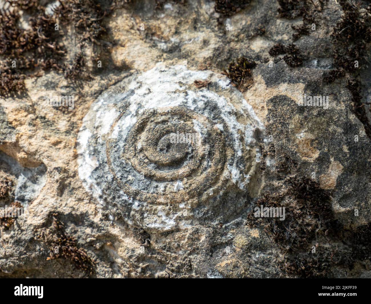 I fossili pietrificati rappresentano più di 35 specie di molluschi noti come collina della lumaca nel villaggio di Nemesi, in Romania Foto Stock