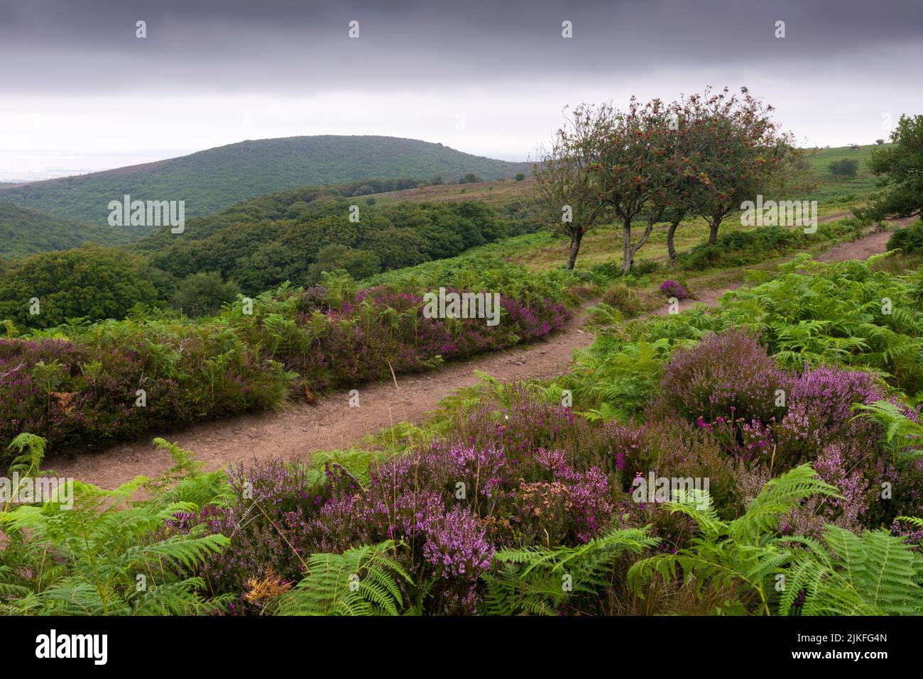 Heather e Bracken su Black Hill con Dowsborough Camp oltre a fine estate su Black Hill nel Quantock Hills, Somerset, Inghilterra. Foto Stock