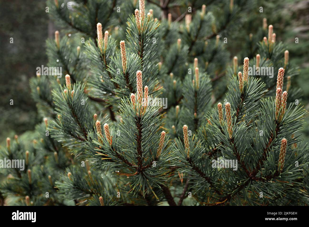 Ravvicinato albero di pino Foto Stock