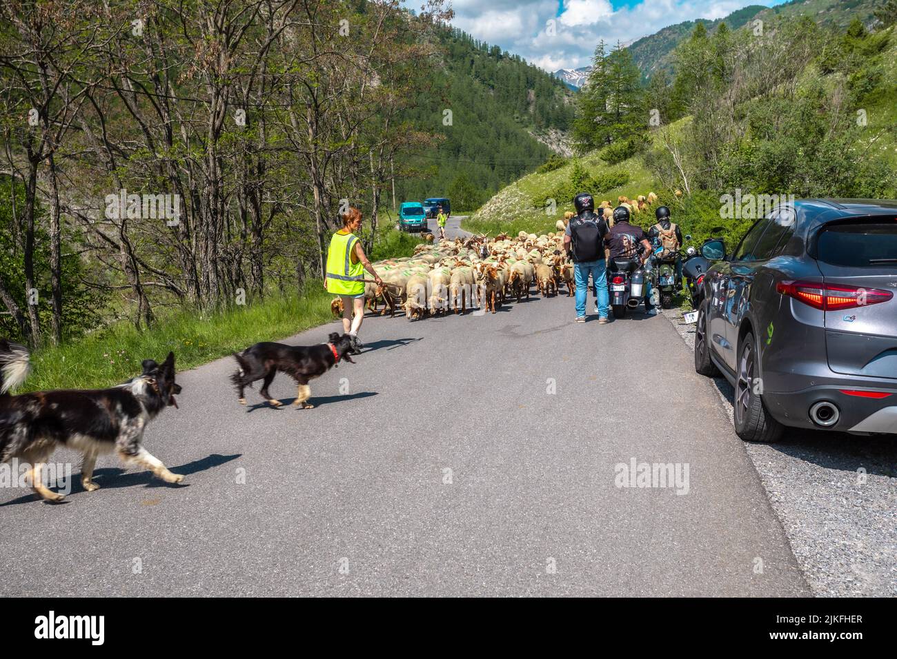 Pecore che attraversano la strada guidate da cani in Francia Foto Stock
