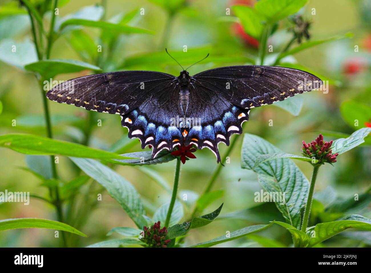 Primo piano di una farfalla nera a coda di rondine su una pianta Foto Stock