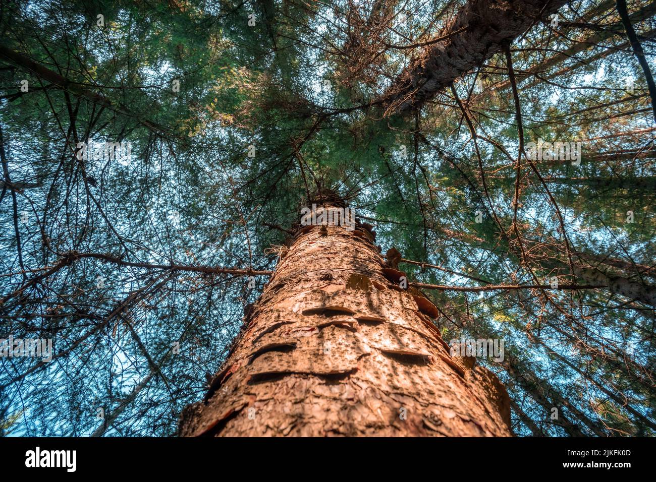 Sotto la pineta, vista dal basso nella foresta scandinava Foto Stock