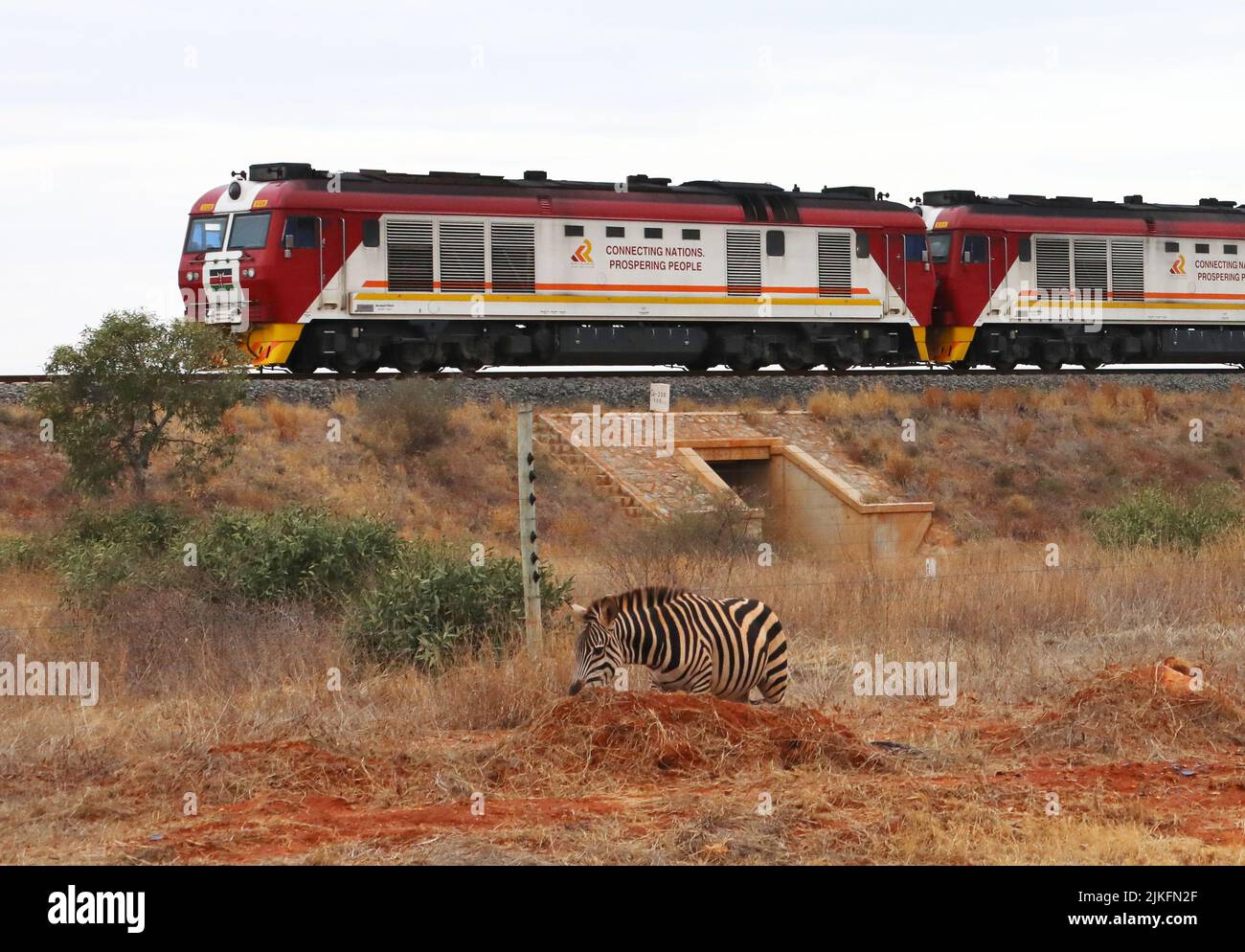 (220802) -- NAIROBI, 2 agosto 2022 (Xinhua) -- uno zebra è visto vicino ad una recinzione mentre un treno di merci corre sulla pista ferroviaria di Mombasa-Nairobi in Kenya, il 28 luglio 2022. La ferrovia cinese a scartamento standard Mombasa-Nairobi (SGR) ha appena festeggiato il suo quinto anniversario di funzionamento sicuro. La ferrovia di Mombasa-Nairobi attraversa riserve naturali come il Parco Nazionale di Nairobi e il Parco Nazionale di Tsavo. Al fine di ridurre l'impatto sull'ambiente, durante la progettazione e la costruzione della ferrovia sono state adottate una serie di misure, come ad esempio l'aggiramento delle mangrovie, che contribuiscono a mantenere il m Foto Stock