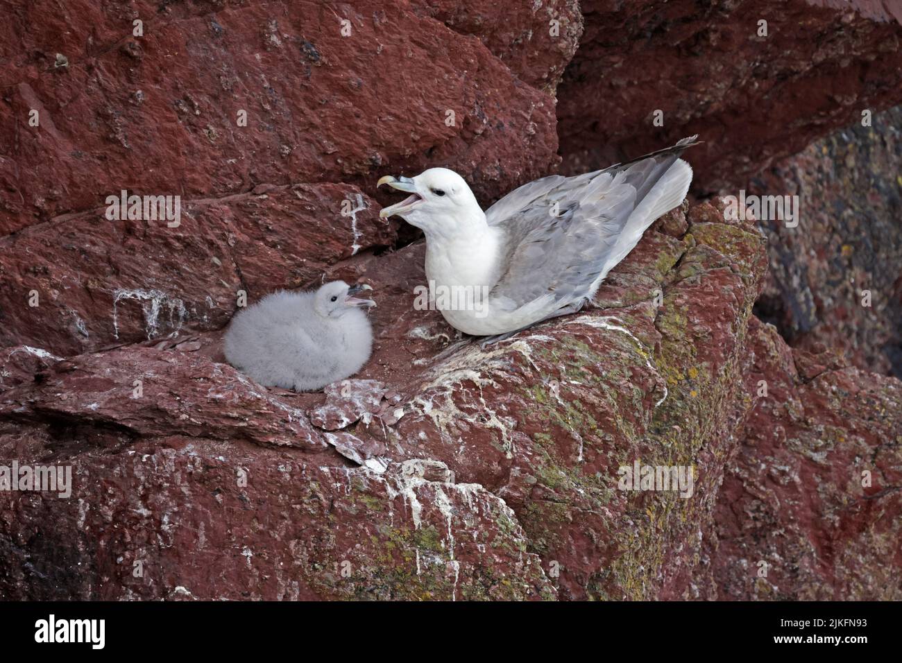 Fulmar settentrionale con pulcino sul Galles Skokholm Foto Stock