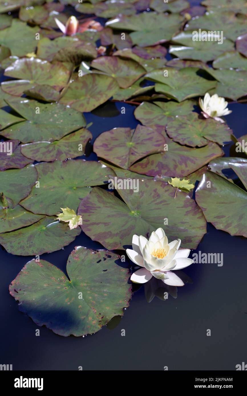 foglie di giglio d'acqua e fiori in stagno ornamentale Foto Stock