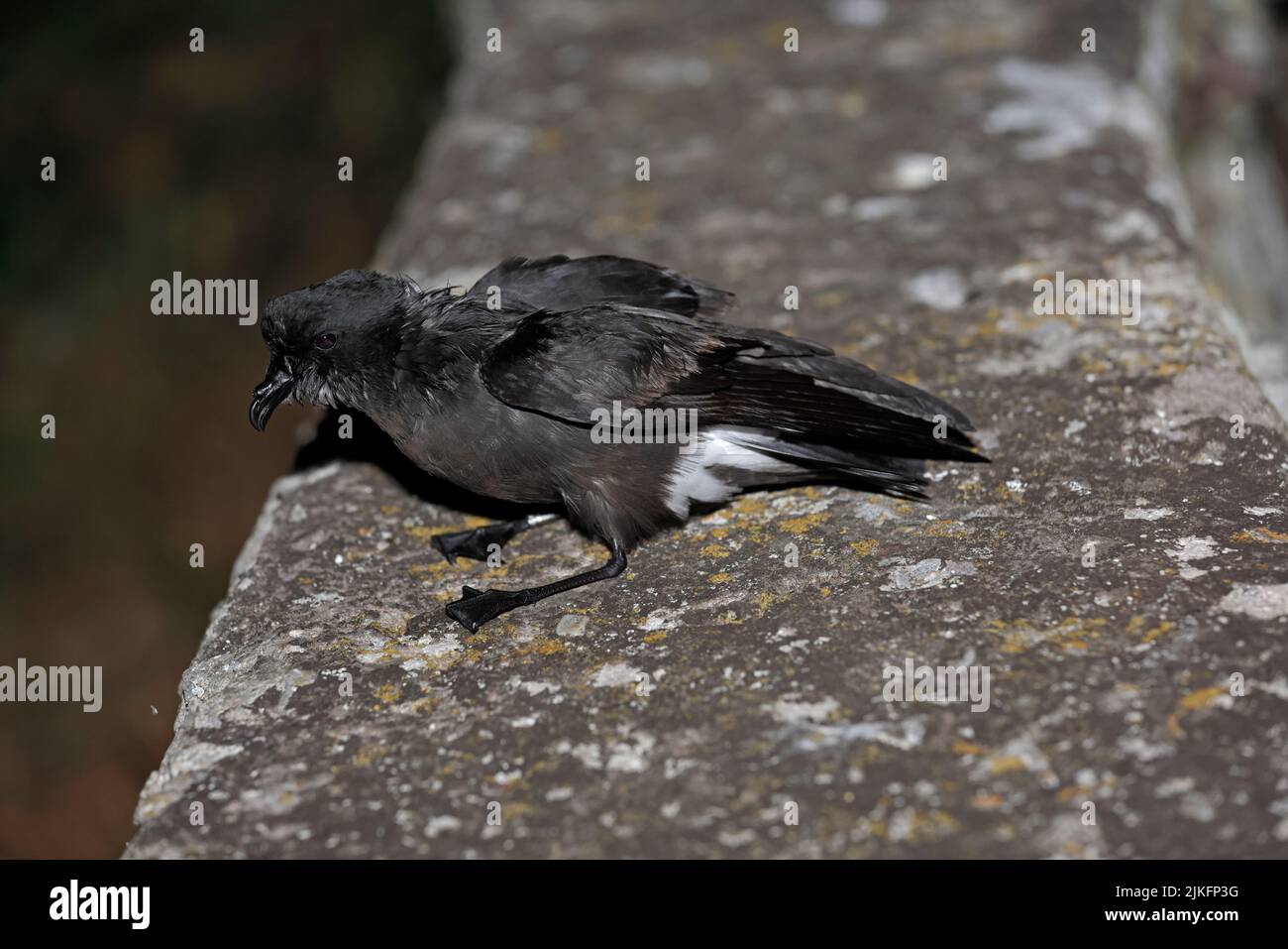 European Storm Petrel su un muro dopo essere stato inanellato a Skokholm Wales UK Foto Stock