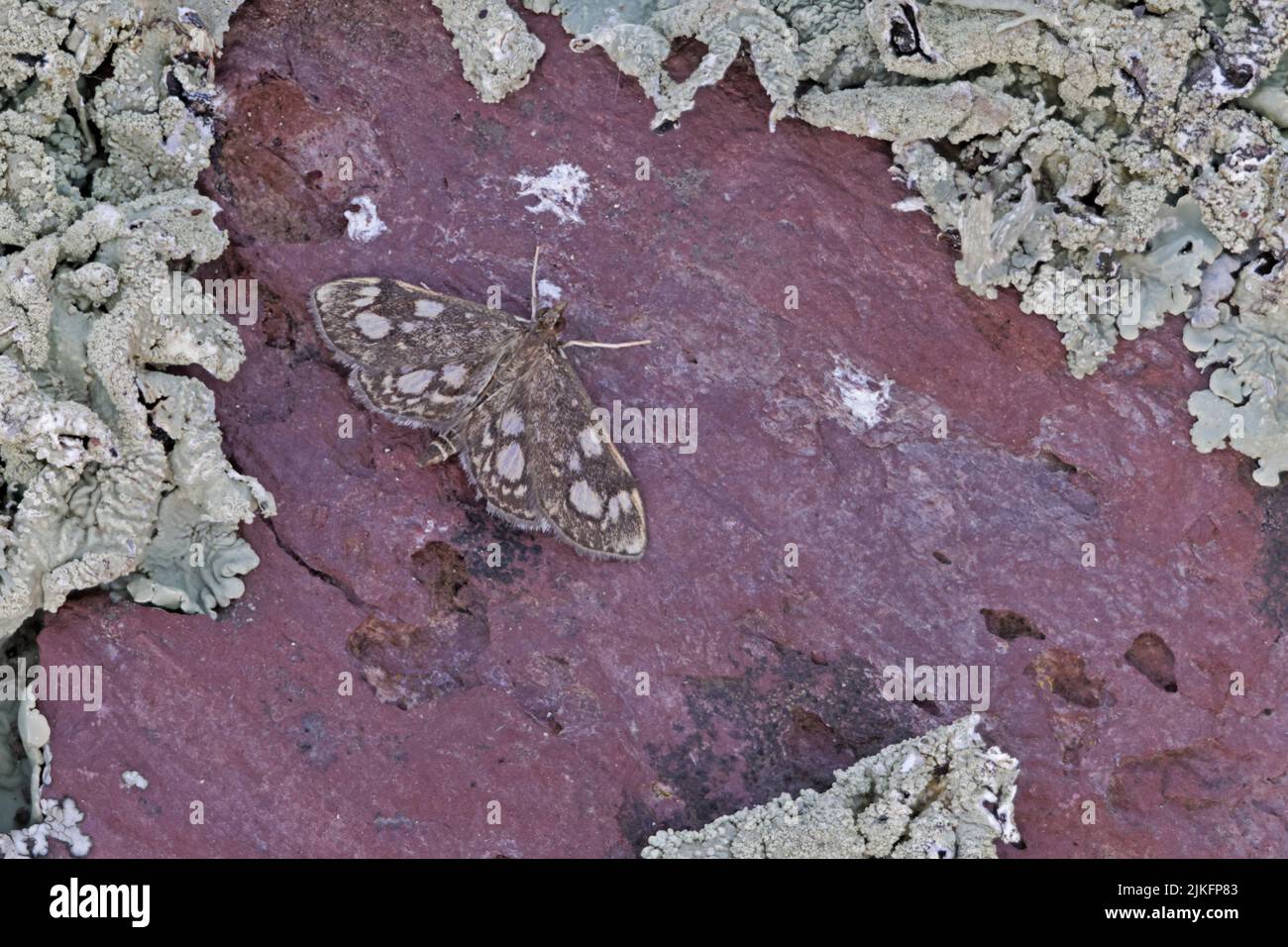 Elder Pearl Moth su Skokholm Wales UK Foto Stock